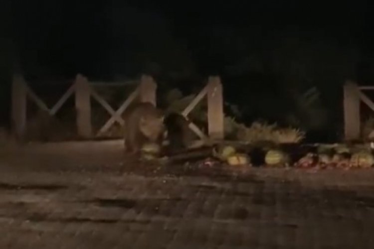 Bursa'da bir vatandaş anne ayı ve yavrularını karpuzla besledi
