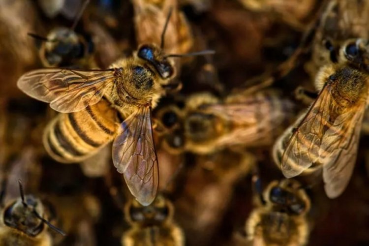 Tarım ve Orman Bakanlığı'ndan 6 bitkisel koruma &uuml;r&uuml;n&uuml; i&ccedil;in yeni karar