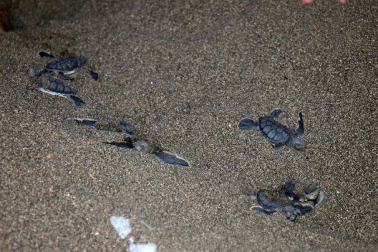 100 caretta caretta t&uuml;r&uuml; kaplumbağa yavrusu denizle buluştu