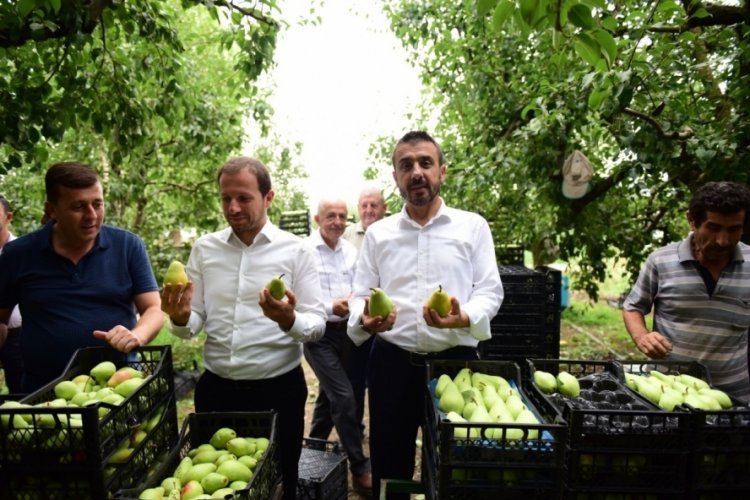 Bursa'da AK Parti Bursa Milletvekili Ahmet Kılı&ccedil; ve Başkan Tanır armut hasadına katıldı