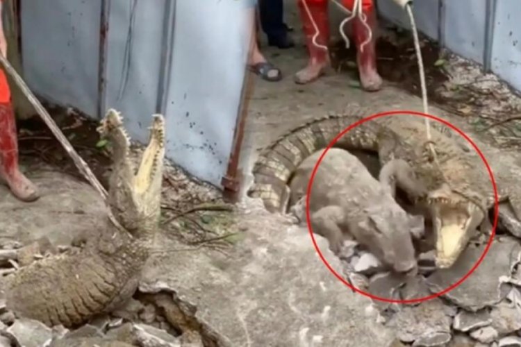'Sesler duyuyoruz' diyen mahalleliye şok! Duvarı delip dışarı &ccedil;ıktılar