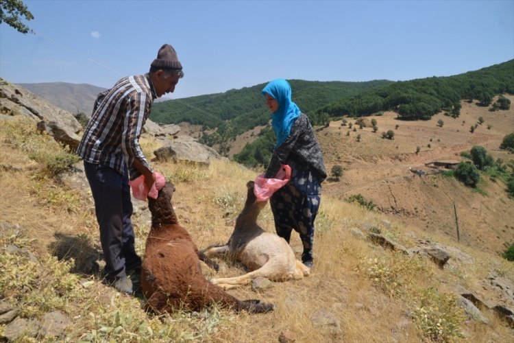 Muş'ta kurt saldırısına uğrayan 35 koyun telef oldu