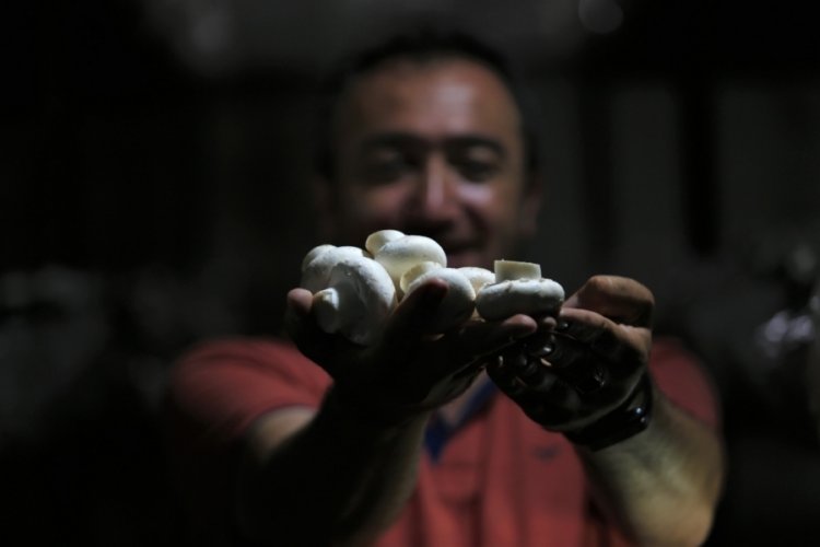 Bursa'da köyünde kurduğu tesiste günde 200 kilograma kadar kültür mantarı üretiyor