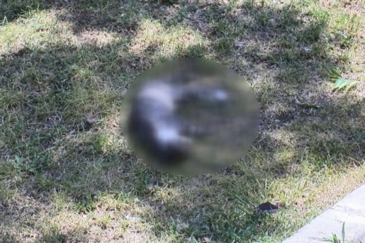 İstanbul'da kedileri yine zehirlediler!