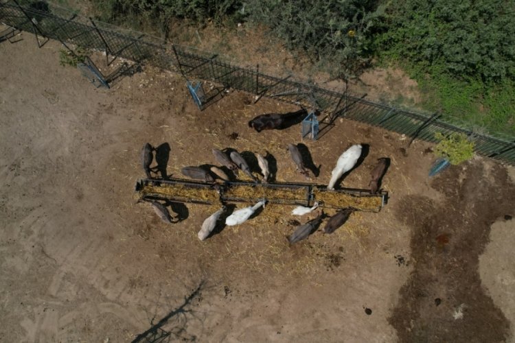 Bursa'da kurulan Emekli Hayvanlar &Ccedil;iftliği'ndeki yardıma muhta&ccedil; hayvanlar b&ouml;yle dinleniyor