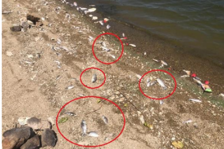 Bursa Boğazk&ouml;y Barajı'nda &ouml;l&uuml; balıklar karaya vurdu