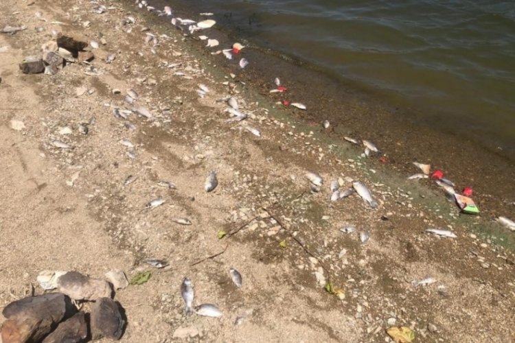 Bursa'da &ouml;len balıklar karaya vurdu