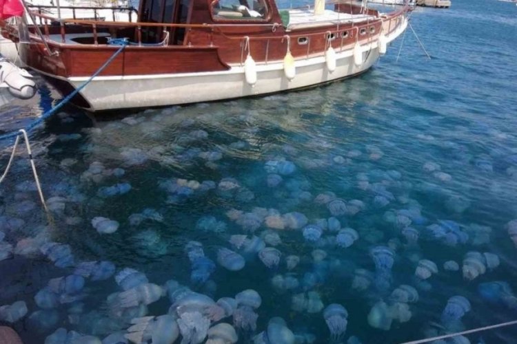 İzmir Fo&ccedil;a'da denizanası istilası!