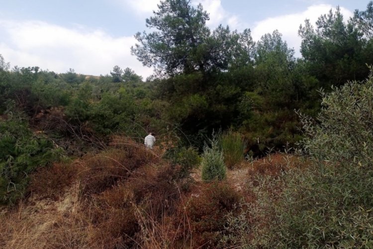 Bilecik'te ormanlık alanda erkek cesedi bulundu