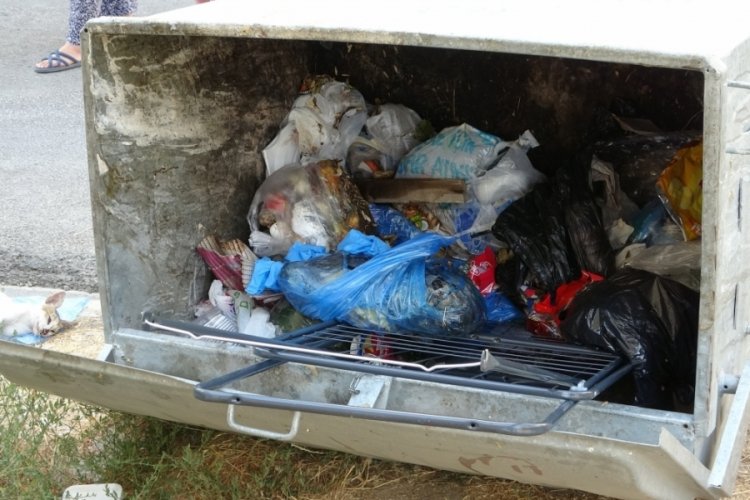 Denizli'de &ccedil;&ouml;p kutusunda telef olmuş 2 kedi bulundu
