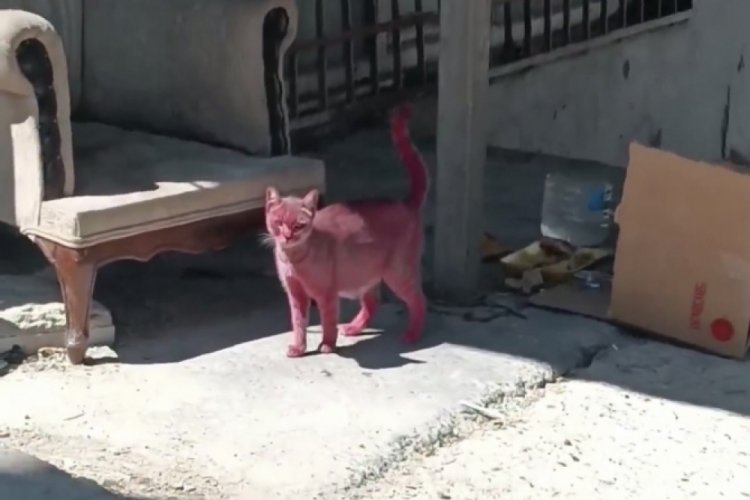 İstanbul'da akılalmaz olay! Kediyi pembeye boyayıp sokağa saldılar