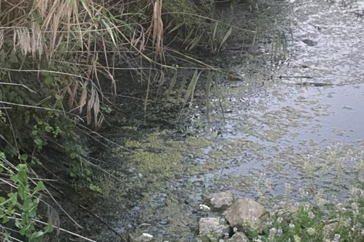 Bursa'da g&ouml;l kenarındaki bal&ccedil;ıklar sinek &uuml;retim merkezi oldu!