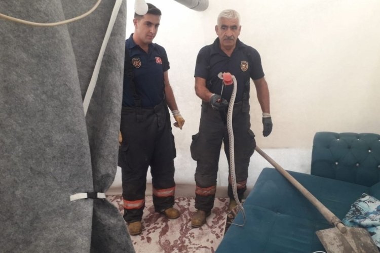 Malatya'da yılan paniği