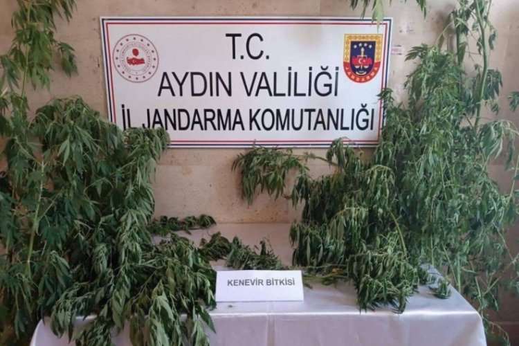 Aydın'da jandarma uyuşturucu satıcılarına nefes aldırmıyor