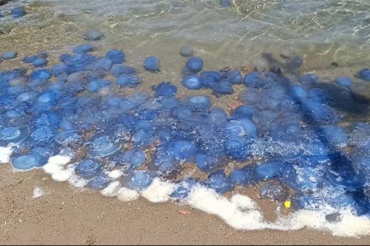Fo&ccedil;a'da tedirgin eden g&ouml;r&uuml;nt&uuml;! Denize giremiyorlar