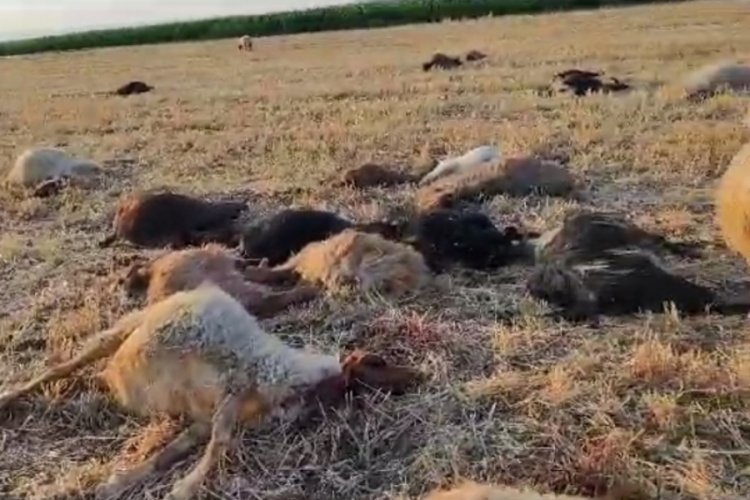 Mardin'de suya ziri ila&ccedil; karıştı! &Ccedil;ok sayıda hayvan telef oldu