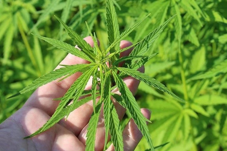 Almanya'da 'yetişkin başına &uuml;&ccedil; kenevir bitkisi' kararı