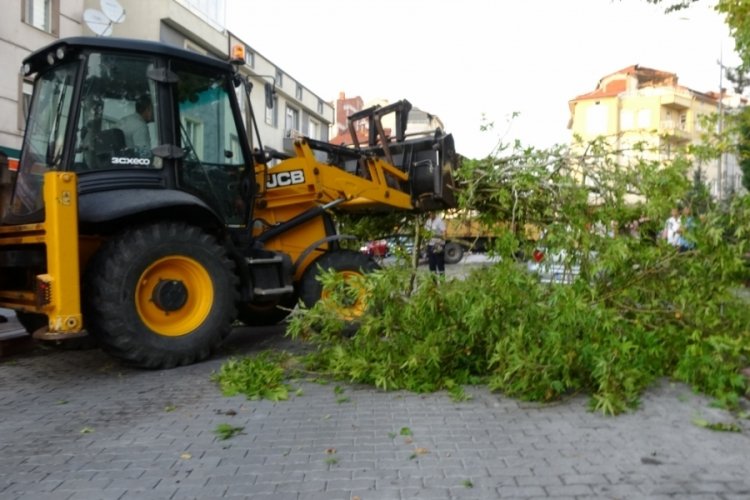 K&uuml;tahya Tavşanlı'da asırlık ağacın dalı ara&ccedil;ların &uuml;zerine d&uuml;şt&uuml;
