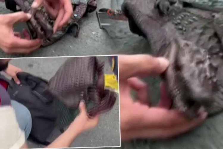 İstanbul'da akılalmaz manzara! &Ccedil;antadan timsah &ccedil;ıktı