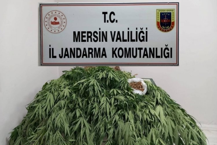 Mersin'de 341 k&ouml;k kenevir ele ge&ccedil;irildi