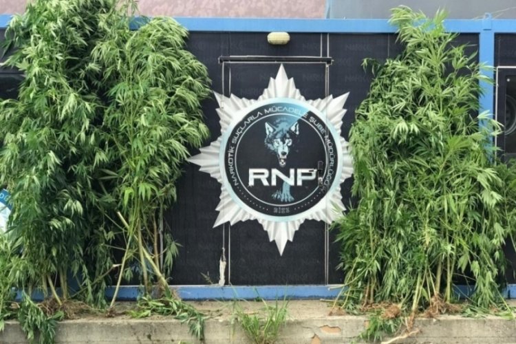Rize'de 74 k&ouml;k Hint keneviri ele ge&ccedil;irildi