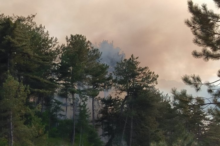 Bolu'da orman yangını kontrol altına alındı
