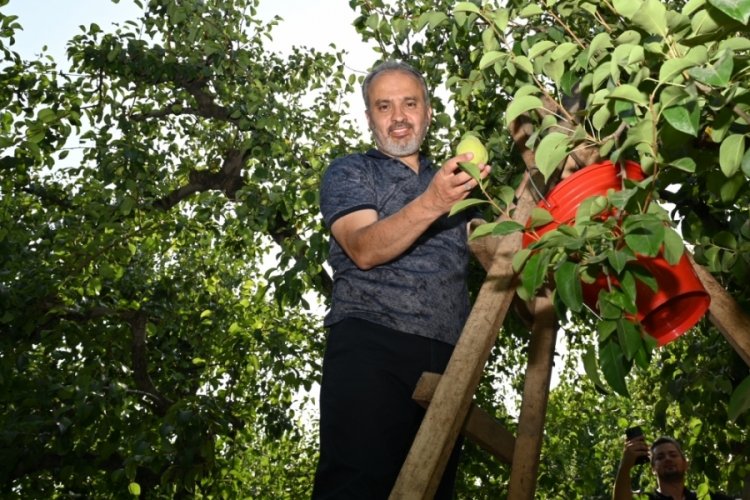 Başkan Aktaş armut hasadı yapan &ccedil;ift&ccedil;ileri ziyaret etti