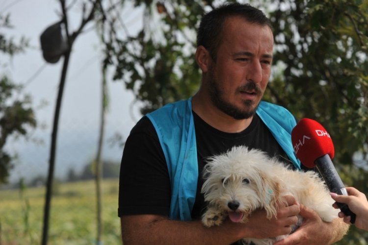 Bursa'da sokağa terk edilen cins k&ouml;pekler, yeni yuvalarını bekliyor