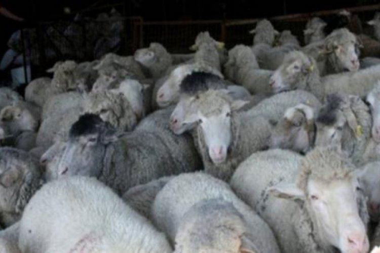 Hakkari'de k&ouml;pekler s&uuml;r&uuml;ye saldırdı, 30'a yakın koyun telef oldu