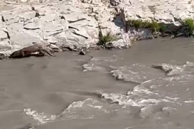 Şırnak'ta nesli t&uuml;kenme tehlikesinde olan su samuru g&ouml;r&uuml;ld&uuml;