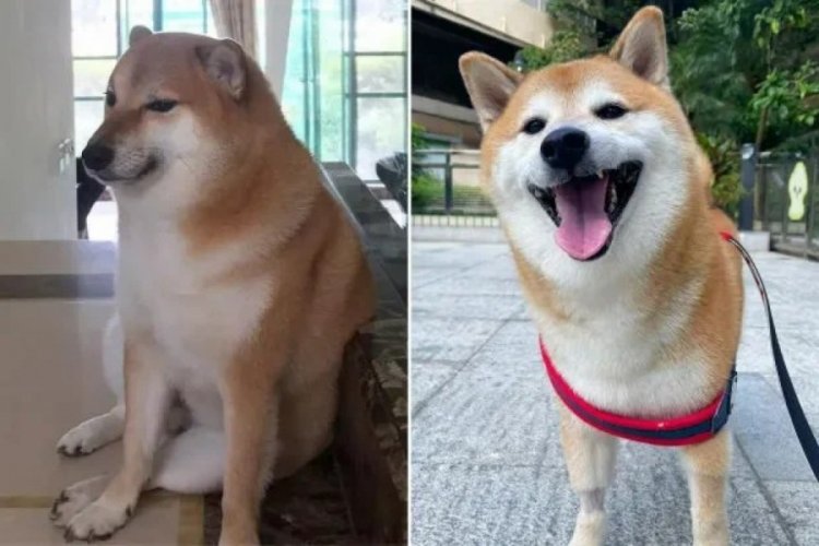 D&uuml;nyaca &uuml;nl&uuml; Doge meme'i k&ouml;pek Cheems  hayatını kaybetti