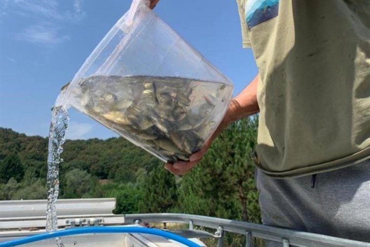 Bolu'dan Sakarya'ya 400 bin yavru pullu sazan balığı g&ouml;nderildi