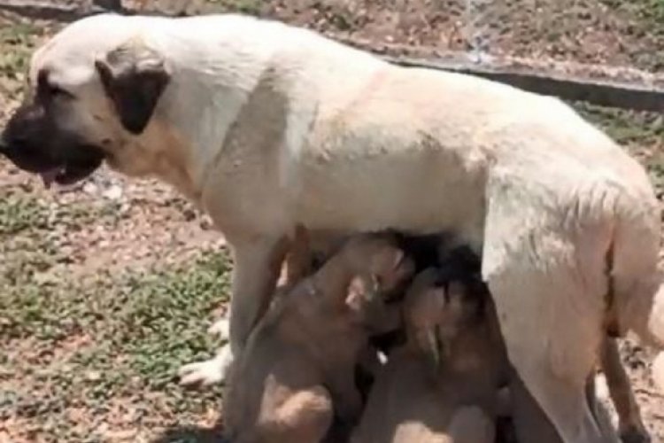 Bursa'da TİGEM'den T&uuml;rk ırkı k&ouml;pek sahibi olmak i&ccedil;in 6 ay sıra bekliyorlar