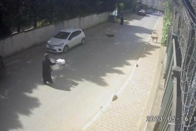 İstanbul'da başıboş sokak k&ouml;pekleri kadına saldırdı!
