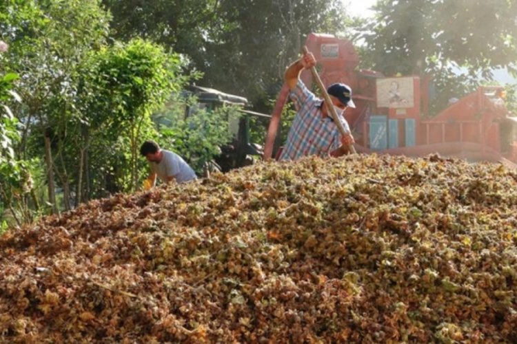 Karadeniz B&ouml;lgesi'nin en &ouml;nemli ge&ccedil;im kaynağı: Saatlik &uuml;creti 2 bin TL