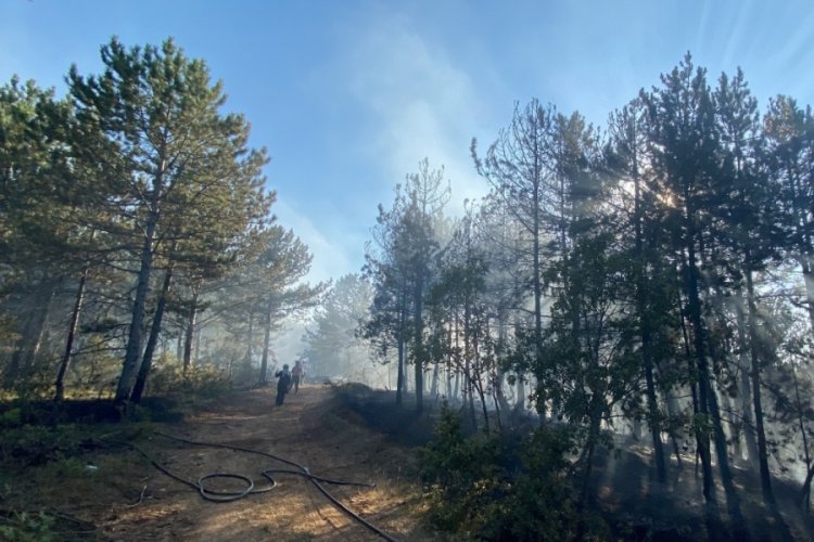 Kastamonu'da orman yangını
