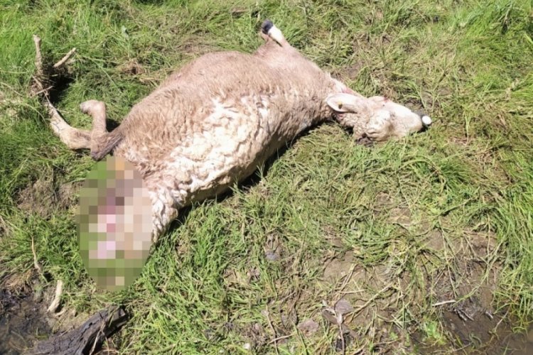 Yozgat'ta s&uuml;r&uuml;ye kurt saldırısı: 30 koyun telef oldu