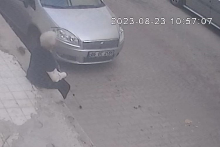 Farenin ısırdığı kadın hastanelik oldu