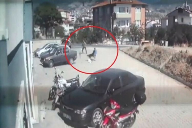 Kastamonu'da 6 yaşındaki &ccedil;ocuğa  sokak k&ouml;pekleri saldırdı
