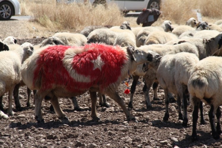 S&uuml;slenen ko&ccedil;lar, koyunların arasına bırakıldı
