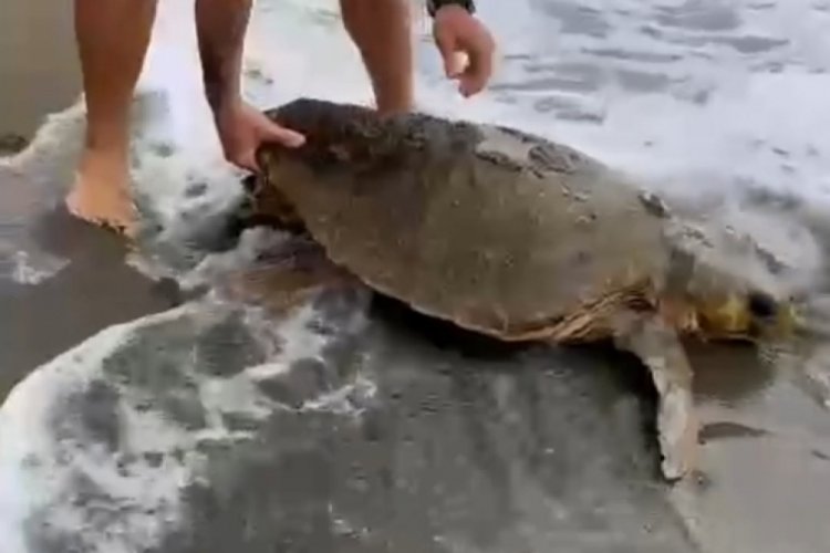 Yaralı caretta caretta sahile vurdu