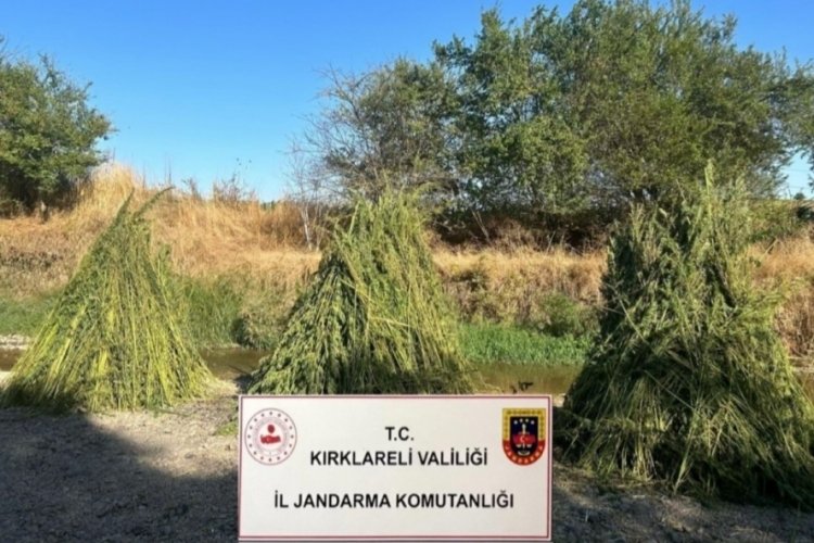 Kırklareli'nde jandarma 745 bin 250 k&ouml;k kenevir bitkisi ele ge&ccedil;irildi