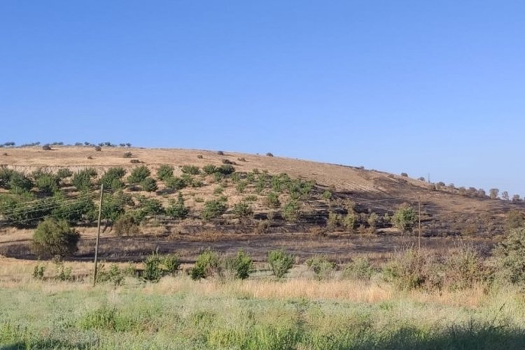 Elazığ'da &ccedil;ıkan yangında 250 d&ouml;n&uuml;m ekili alan zarar g&ouml;rd&uuml;