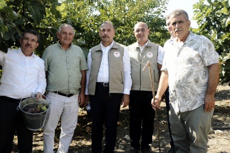 Bursa Mudanya'da krali&ccedil;e incirinin hasadı başladı