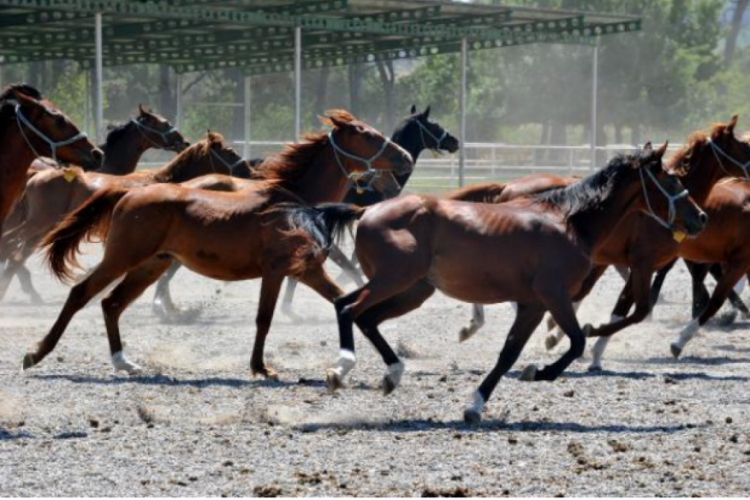 Milyonluk Arap yarış atları burada yetiştiriliyor