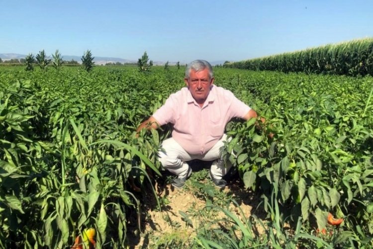 Bursa'da tarlada 5 liradan satılmayan biber pazar ve marketlerde 35 lira