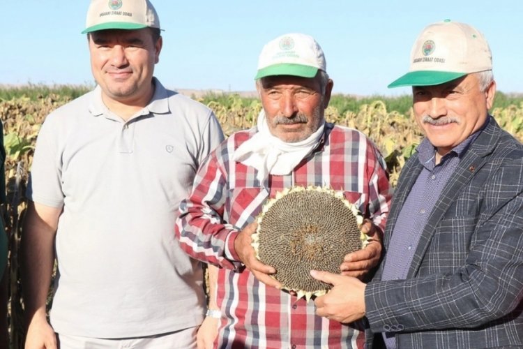 Aksaray'da ay &ccedil;ekirdeği hasadı başladı