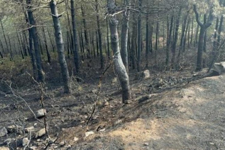 İstanbul Maltepe'de 3 hektarlık ormanlık alan zarar g&ouml;rd&uuml;!
