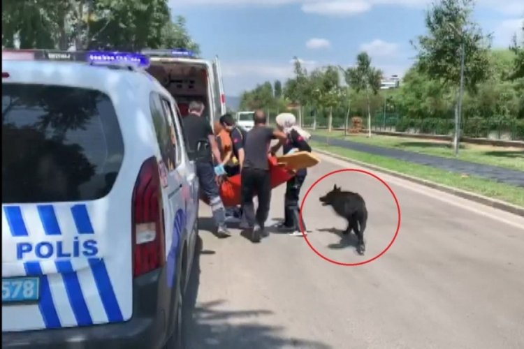 Bursa'da k&ouml;peğini gezdirirken bacağından vuruldu!