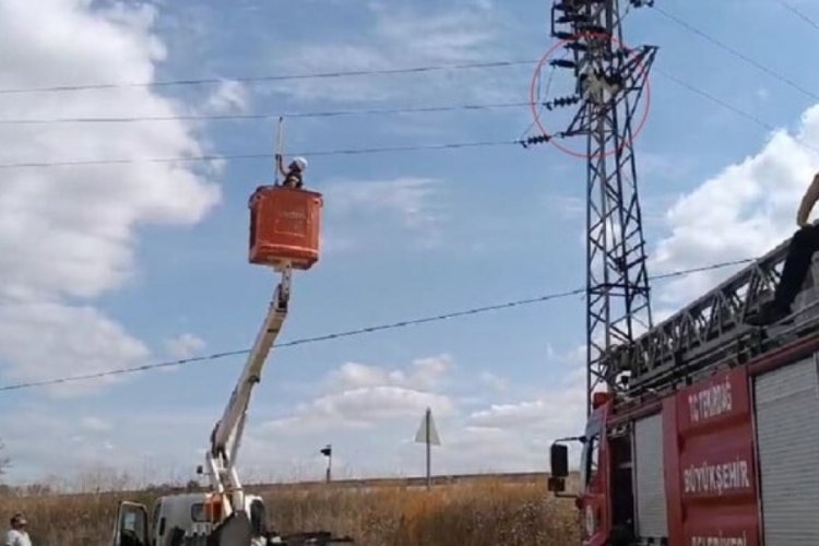 Tekirdağ'da leylekler y&uuml;ksek gerilim hattına kondu! 3 leylekten 2'si telef oldu